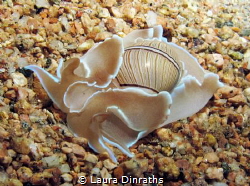 Bulbous hydatina (opistobranch mollusk) on the sand durin... by Laura Dinraths 